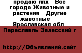 продаю лпх - Все города Животные и растения » Другие животные   . Ярославская обл.,Переславль-Залесский г.